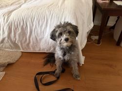 Found/Stray Male Dog last seen Legion Road and Palmerland Drive, Hope Mills, NC 28348