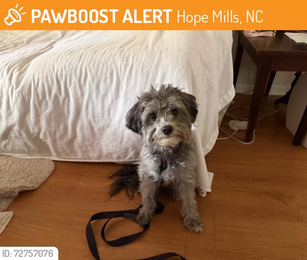Found/Stray Male Dog last seen Legion Road and Palmerland Drive, Hope Mills, NC 28348