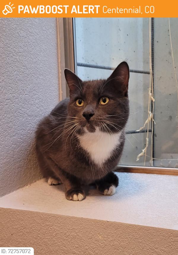 Found/Stray Unknown Cat last seen Riviera and Powers in Centennial, Centennial, CO 80015