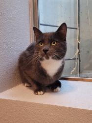Found/Stray Unknown Cat last seen Riviera and Powers in Centennial, Centennial, CO 80015