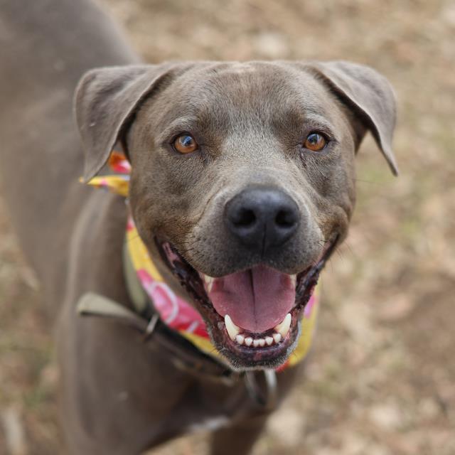 Shelter Stray Male Dog last seen HUNT LANE, San Antonio, TX 78227