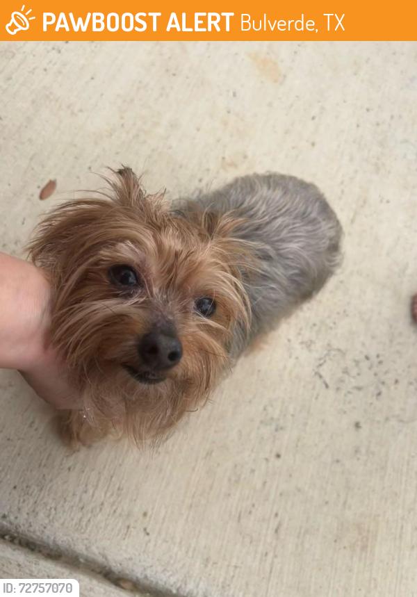 Found/Stray Female Dog last seen Bulverde , Bulverde, TX 78163
