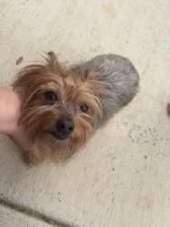 Found/Stray Female Dog last seen Bulverde , Bulverde, TX 78163