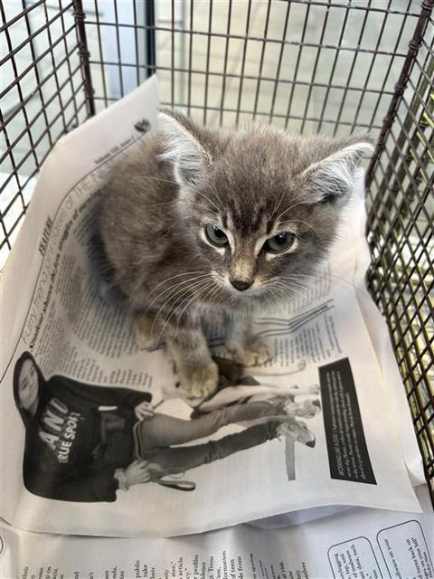 Shelter Stray Unknown Cat last seen Near BLOCK SW 21ST ST, San Antonio, TX 78227