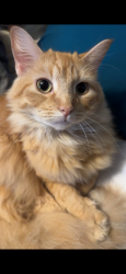 Lost Male Cat last seen NE Elm and NE Allison Elkhart, IA, Elkhart, IA 50073