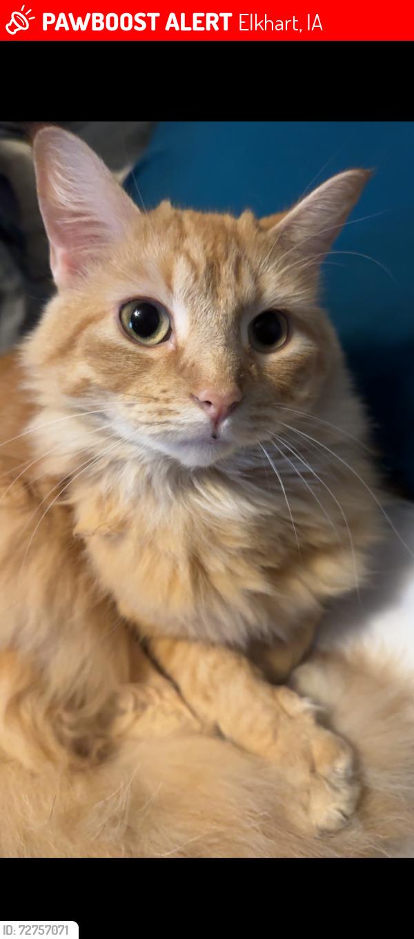 Lost Male Cat last seen NE Elm and NE Allison Elkhart, IA, Elkhart, IA 50073