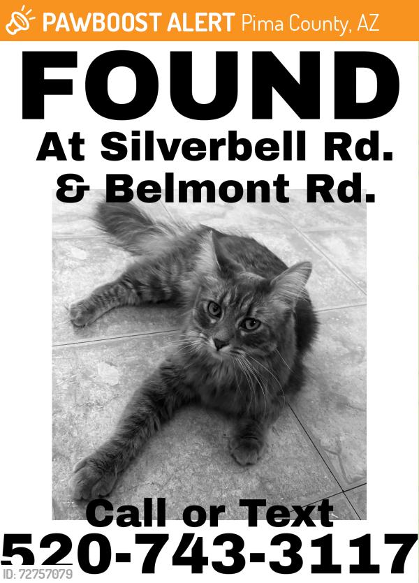 Found/Stray Female Cat last seen N. Silverbell Rd. & W. Belmont Rd., Pima County, AZ 85743