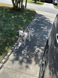 Found/Stray Male Dog last seen Near Braxton Blvd Fayetteville nc, Fayetteville, NC 28311