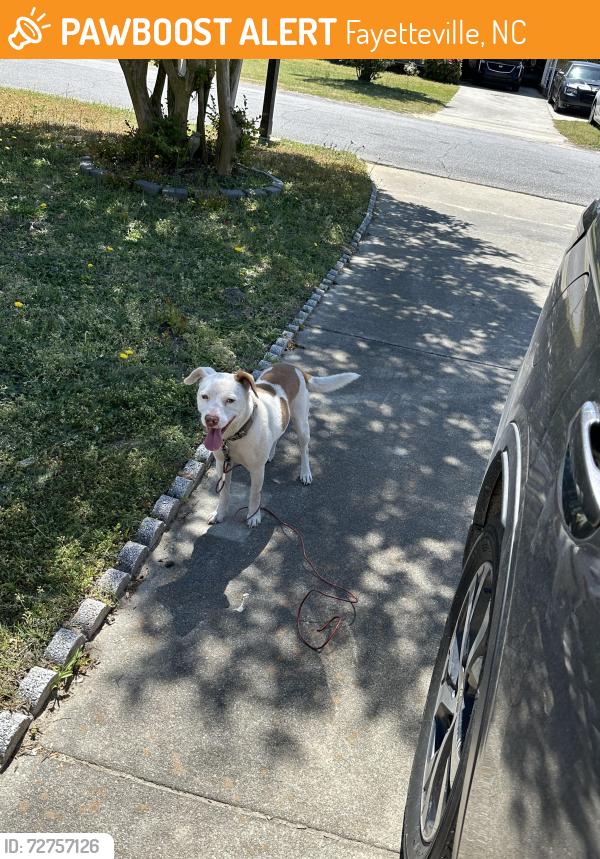 Found/Stray Male Dog last seen Near Braxton Blvd Fayetteville nc, Fayetteville, NC 28311