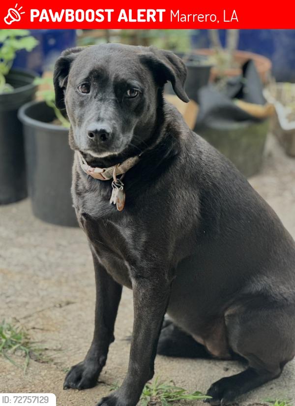 Lost Female Dog last seen Belle Terre blvd, Marrero, LA 70072