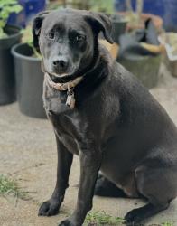 Lost Female Dog last seen Belle Terre blvd, Marrero, LA 70072