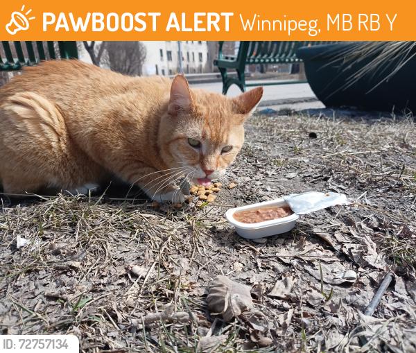 Found/Stray Unknown Cat last seen Spence & ellice, Winnipeg, MB R3B 1Y8