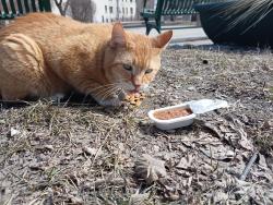 Found/Stray Unknown Cat last seen Spence & ellice, Winnipeg, MB R3B 1Y8