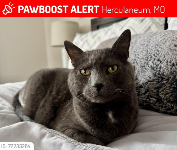 Lost Male Cat last seen Providence Way and Burrwyck Lane, Herculaneum, MO 63048