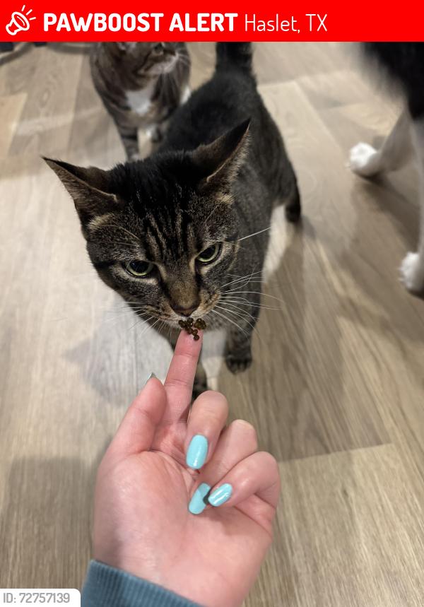 Lost Female Cat last seen Haslet Walmart , Haslet, TX 76052