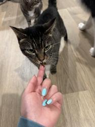 Lost Female Cat last seen Haslet Walmart , Haslet, TX 76052