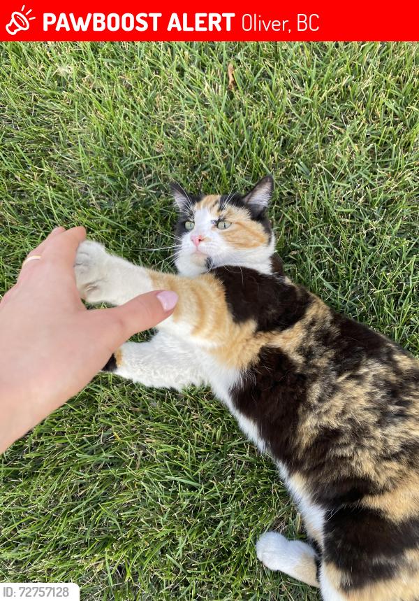 Lost Female Cat last seen Near West Ave up Fairview Road in Oliver, BC, Oliver, BC 