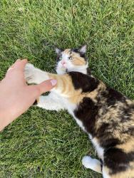 Lost Female Cat last seen Near West Ave up Fairview Road in Oliver, BC, Oliver, BC 
