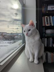 Lost Female Cat last seen 5th floor of 615 Swann Ave, Alexandria, VA 22301