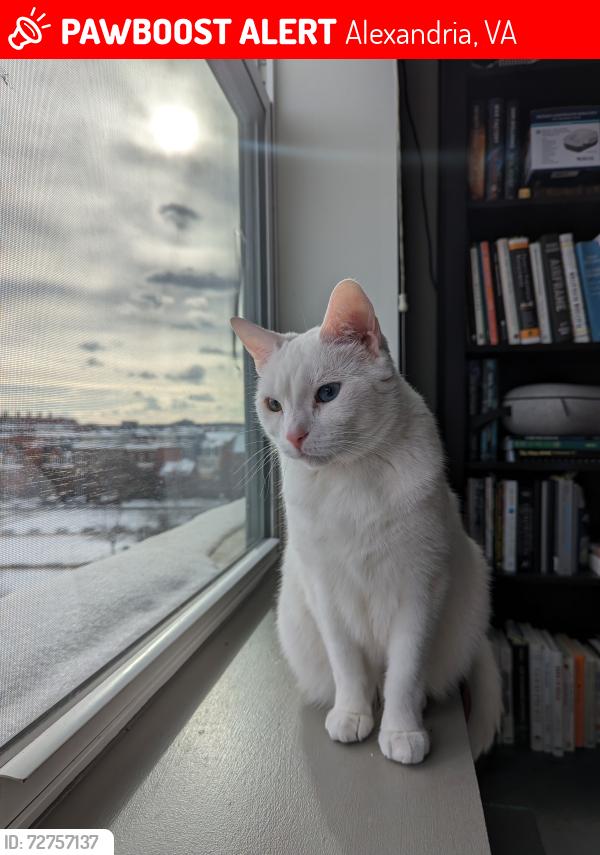 Lost Female Cat last seen 5th floor of 615 Swann Ave, Alexandria, VA 22301