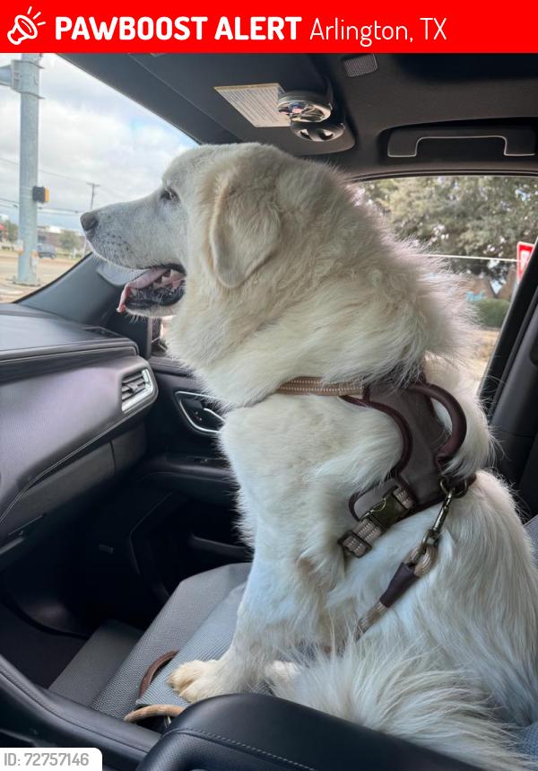 Lost Male Dog last seen South Cooper St. and West Harris near the Racetrac Gas Station, Arlington, TX 76001