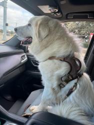 Lost Male Dog last seen South Cooper St. and West Harris near the Racetrac Gas Station, Arlington, TX 76001