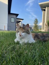 Lost Female Cat last seen Near West ave up Fairview Road in Oliver, BC, Oliver, BC 