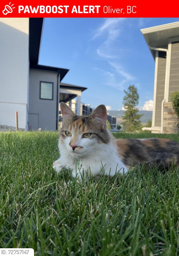 Lost Female Cat last seen Near West ave up Fairview Road in Oliver, BC, Oliver, BC 