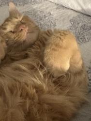 Lost Male Cat last seen Dogwood Dr and red oak dr, Harrison Township, NJ 08062