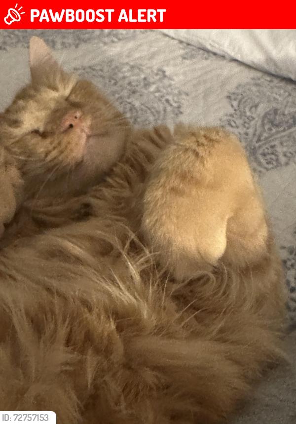 Lost Male Cat last seen Dogwood Dr and red oak dr, Harrison Township, NJ 08062