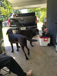 Found/Stray Unknown Dog last seen Near Twin Chapel Dr , Columbus, GA 31904