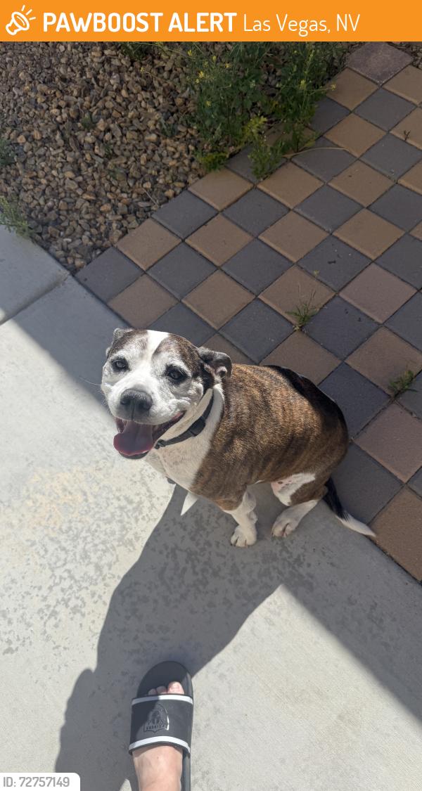 Found/Stray Male Dog last seen Soaring Gulls Dr and Cheyenne Ave, Las Vegas, NV 89129