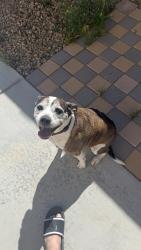 Found/Stray Male Dog last seen Soaring Gulls Dr and Cheyenne Ave, Las Vegas, NV 89129
