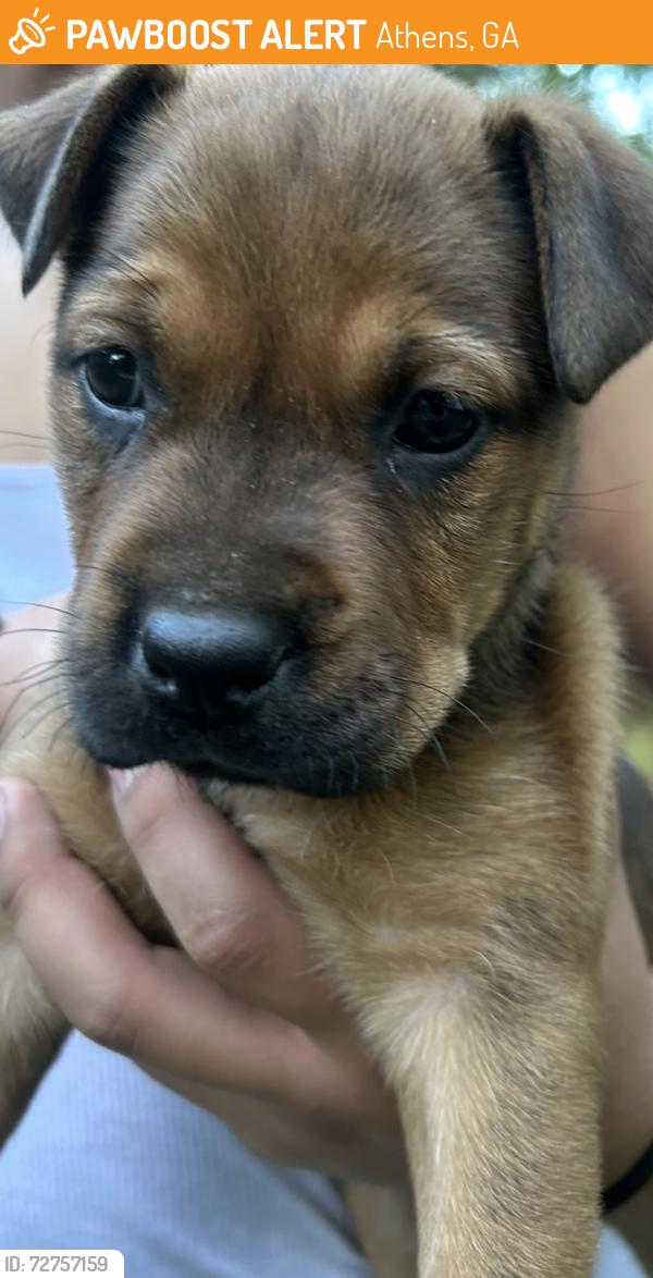 Found/Stray Unknown Dog last seen Westchester Dr, Athens, GA 30606