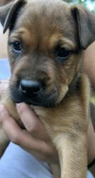 Found/Stray Unknown Dog last seen Westchester Dr, Athens, GA 30606
