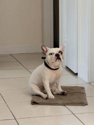 Lost Male Dog last seen Near nw 10th street, pembroke pines, fl 33024, Pembroke Pines, FL 33024