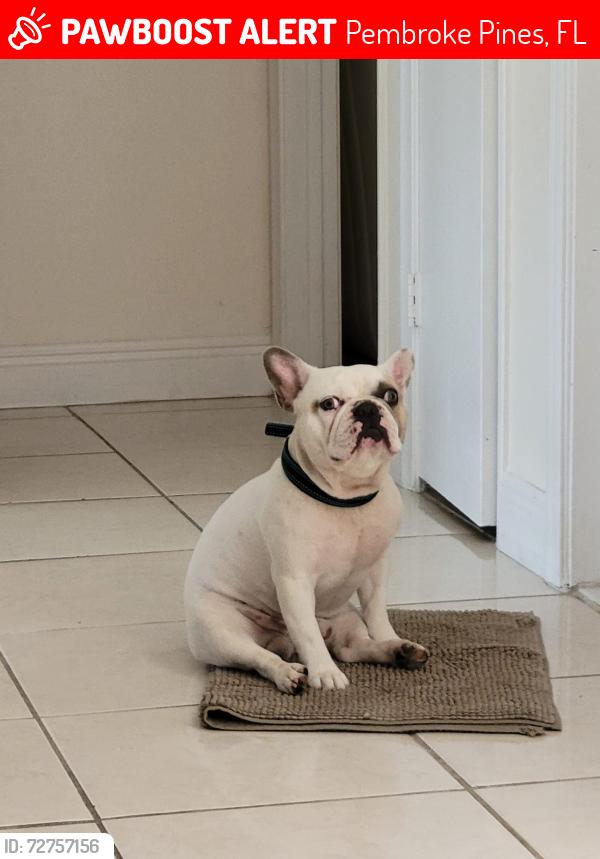 Lost Male Dog last seen Near nw 10th street, pembroke pines, fl 33024, Pembroke Pines, FL 33024