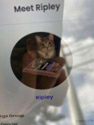 Lost Female Cat last seen Hacienda dr, Duarte CA, Duarte, CA 91010