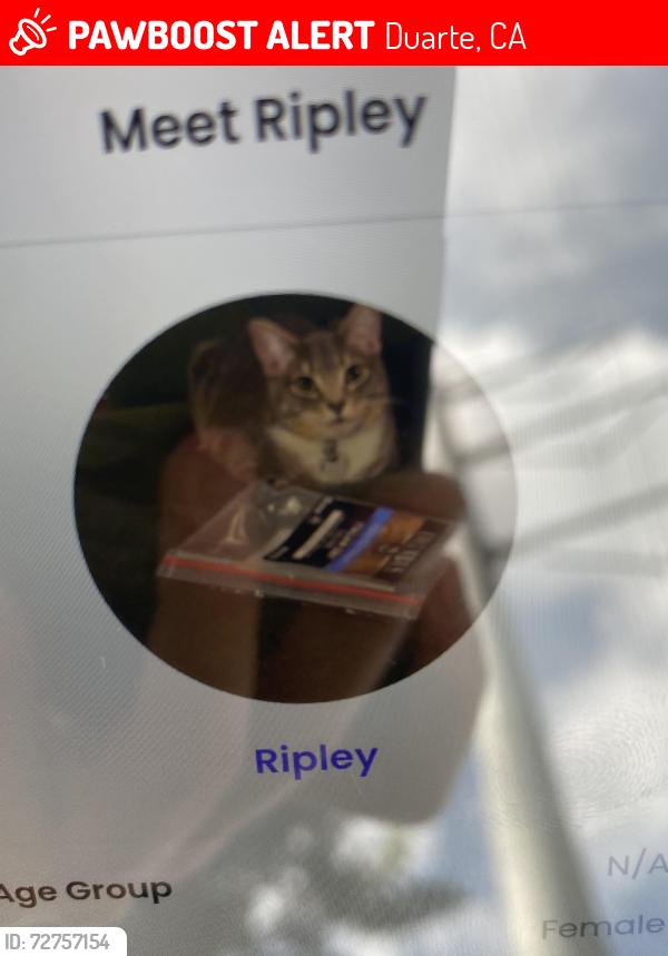 Lost Female Cat last seen Hacienda dr, Duarte CA, Duarte, CA 91010