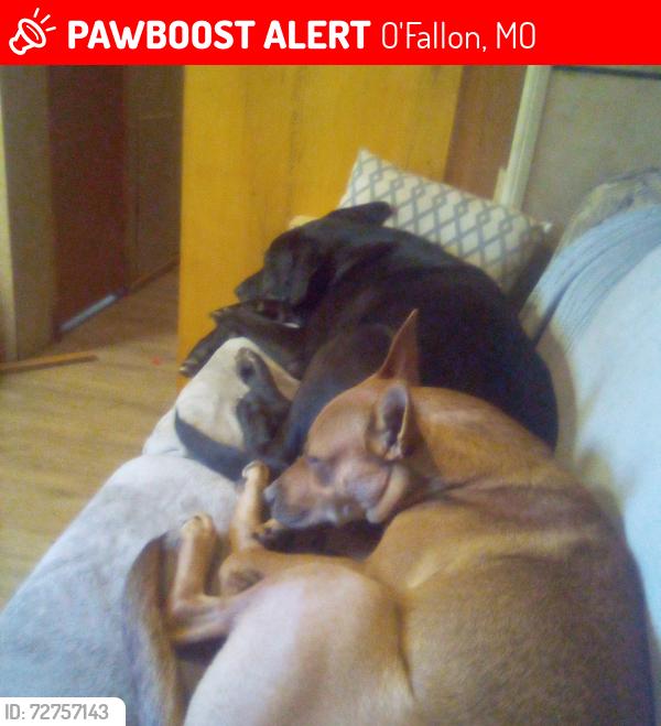 Lost Male Dog last seen Near bridal oak ln, O'Fallon, MO 63366