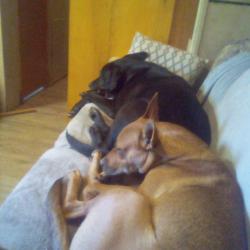 Lost Male Dog last seen Near bridal oak ln, O'Fallon, MO 63366
