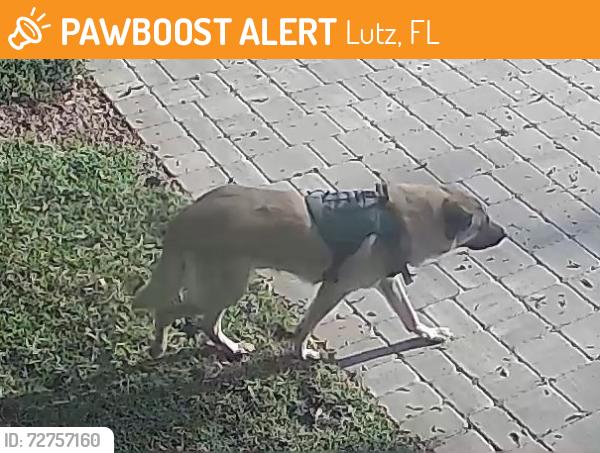 Found/Stray Unknown Dog last seen Near Pond, Lutz, FL 33559