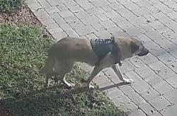 Found/Stray Unknown Dog last seen Near Pond, Lutz, FL 33559