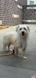 Shelter Stray Male Dog last seen Near Memorial Dr, Stone Mountain, GA 30083, 30083, GA, Atlanta, GA 30341