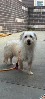 Shelter Stray Male Dog last seen Near Memorial Dr, Stone Mountain, GA 30083, 30083, GA, Atlanta, GA 30341