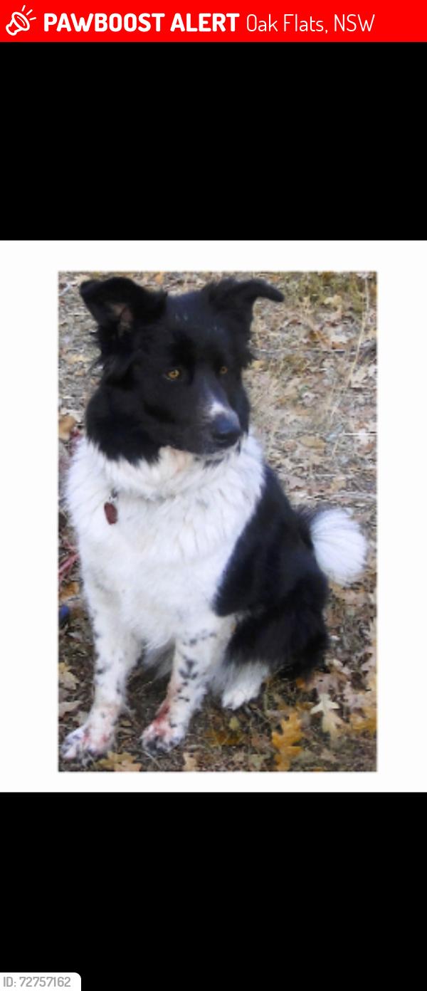Lost Female Dog last seen Nm 337 and oak flts, Oak Flats, NSW 2529