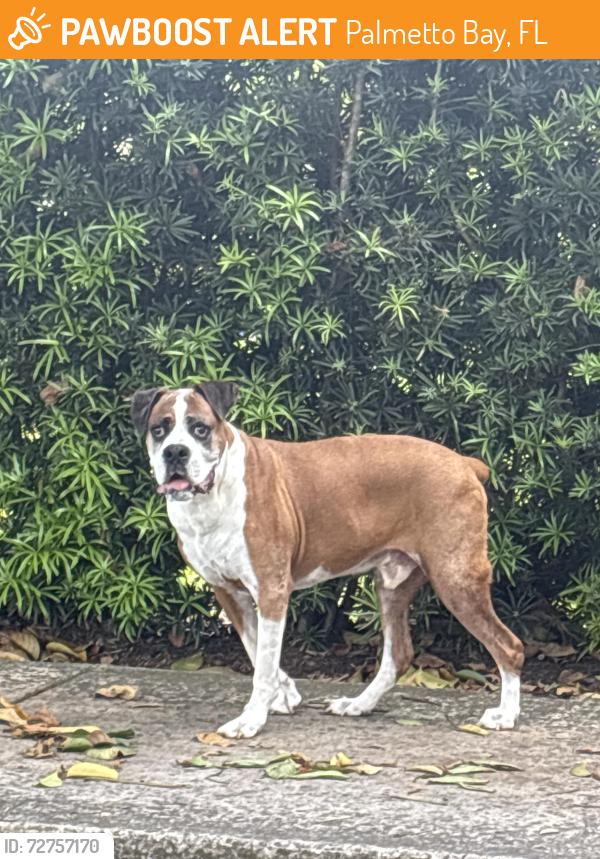 Found/Stray Unknown Dog last seen Roundabout in 87 ave and 174 st, Palmetto Bay, FL 33157