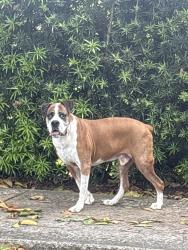 Found/Stray Unknown Dog last seen Roundabout in 87 ave and 174 st, Palmetto Bay, FL 33157