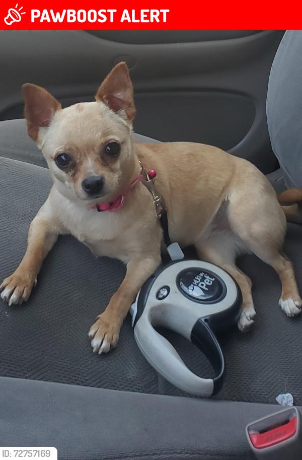 Lost Female Dog last seen Charles st and Vincent st, North Providence, RI 02904