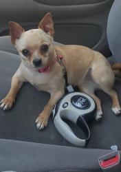 Lost Female Dog last seen Charles st and Vincent st, North Providence, RI 02904